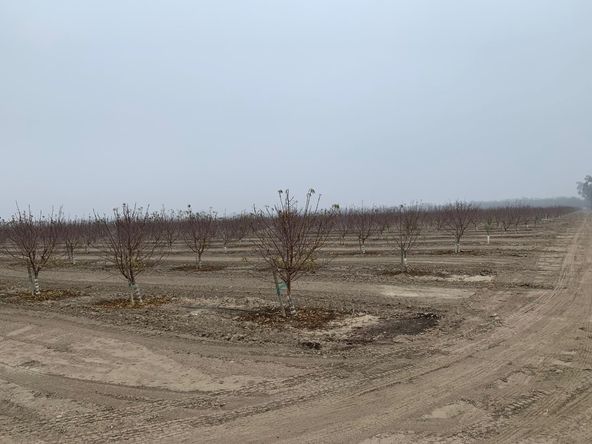 ASKY Almonds: 14899 Avenue 295, Visalia, CA 93292